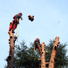 Tree Climbing