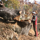 Abbattimento Alberi ad alto fusto