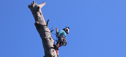 abbattimento alberi ad alto fusto