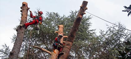 Abbattimento in Tree Climbing