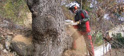 Corsi di tree climbing ed abbattimento alberi