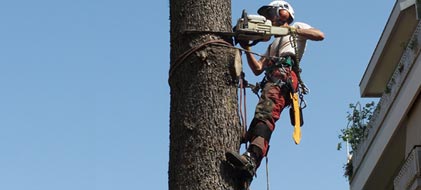 corso di abbattimento alberi