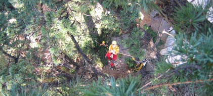 tree climbing potatura alberi