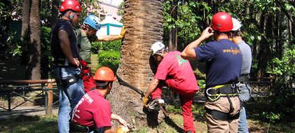 Corsi di tree climbing